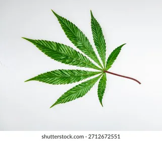 Connecticut vote must happen on CT HB 5389 for legalizing medical marijuana for medical patients