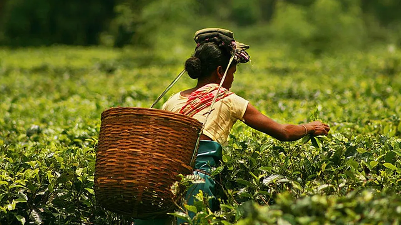 An appeal to the Central Governent of India and State Government of West Bengal