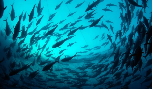 Save the Southern Bluefin Tuna