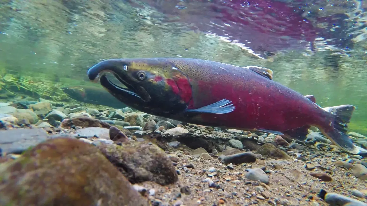 Save the Coho Salmon and Restore Oregon Fishing Communities