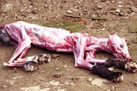 PLEASE protect animals!!