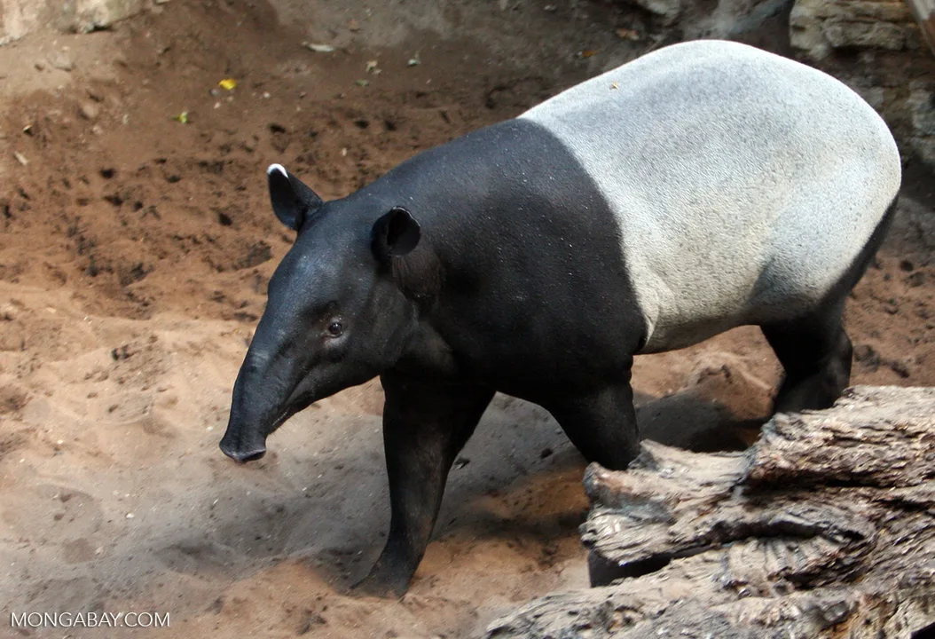 Save The Tapirs