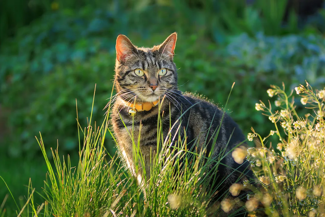 Repeal The Punitive Halton Cat By-law
