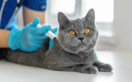 Dangers of cat vaccines