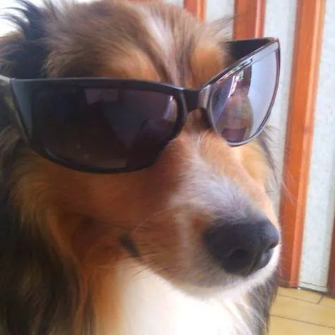 Gebt Shelties mehr Taschengeld und freien Eintritt in alle Zoos.
