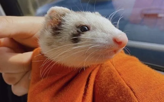 Make A Ferret Emoji