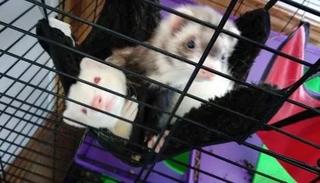Ferrets allowed in Lafayette/West Lafayette, Indiana parks.
