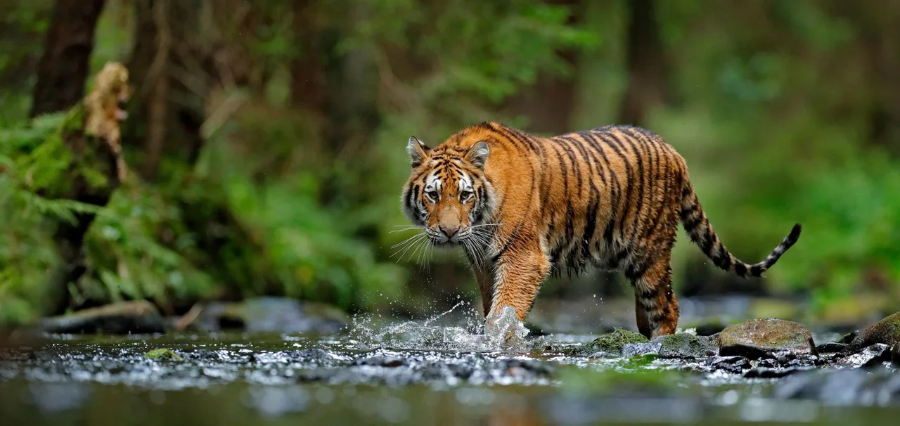 Save the Tigers!