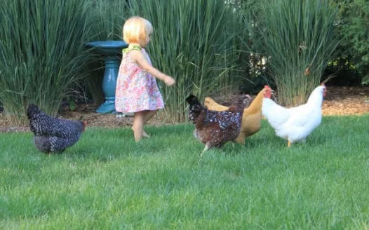 Make Pet Chickens Legal in Greendale, WI