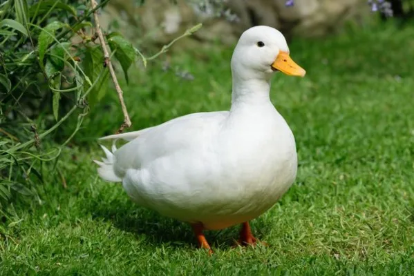 My parents buy me a duck