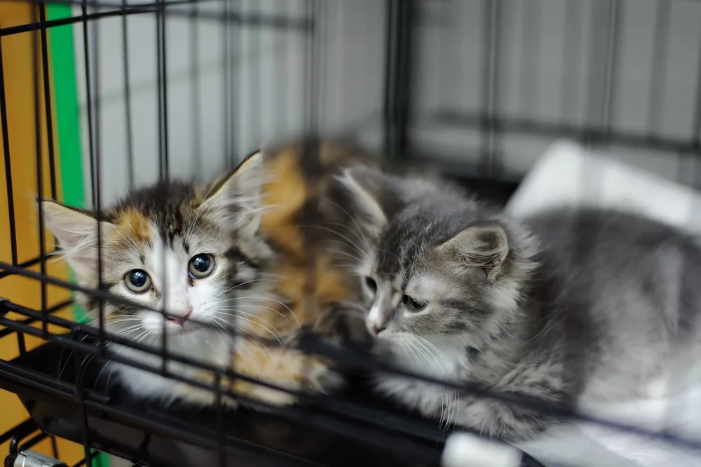 Niki Thornton should get a cat