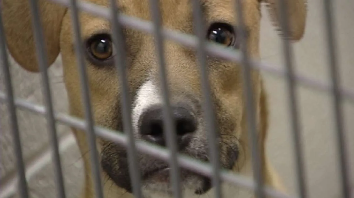 Amend and update the dangerous dogs act
