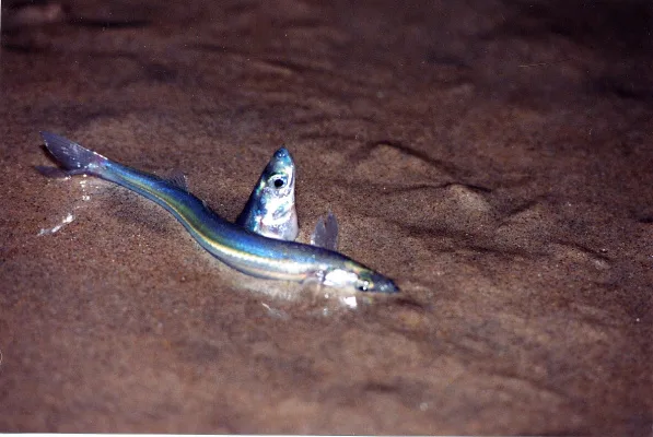 Protect the California Grunion