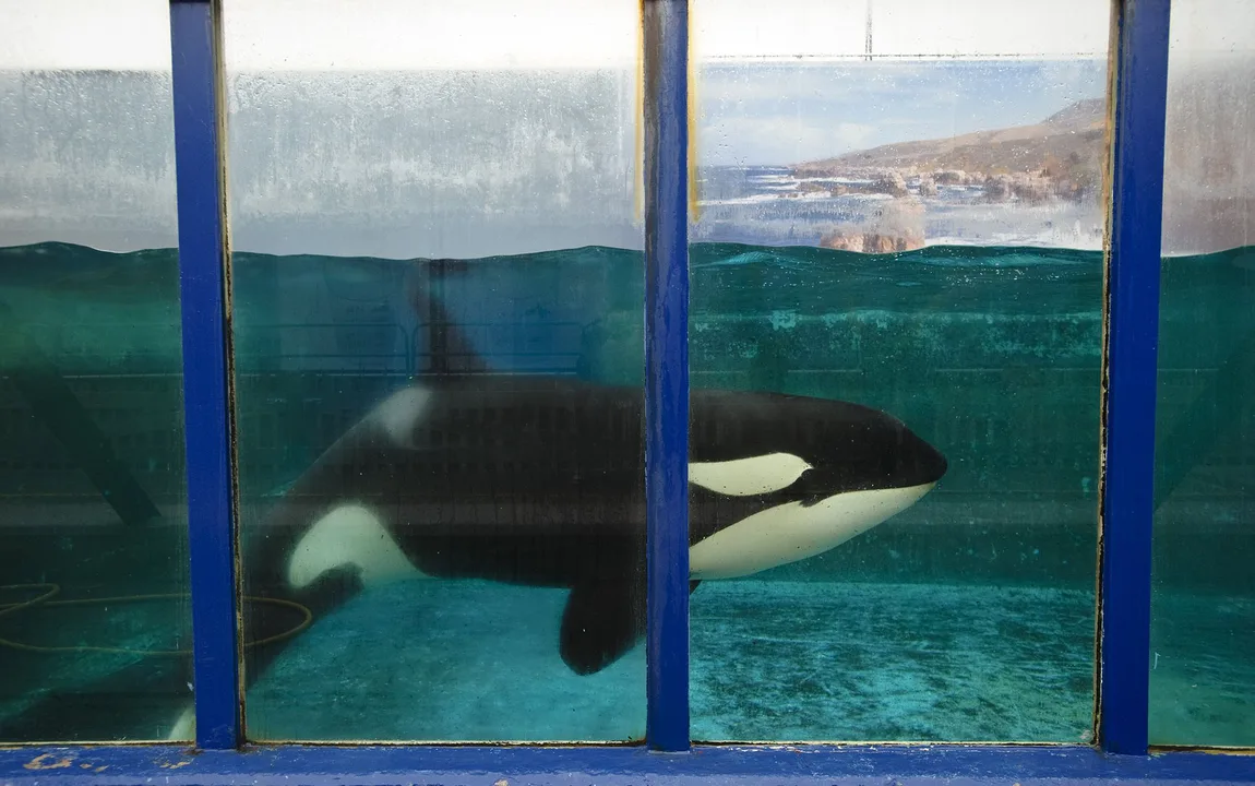 Petition to make it illegal to breed captive Killer Whales in Florida