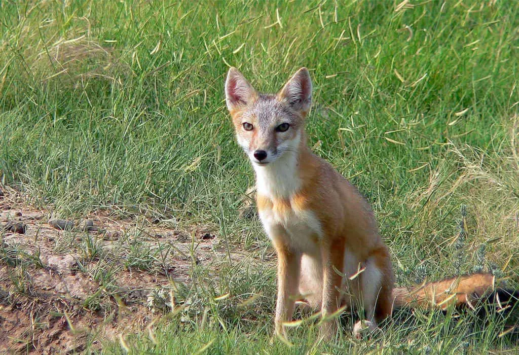 Save the Swift Foxes