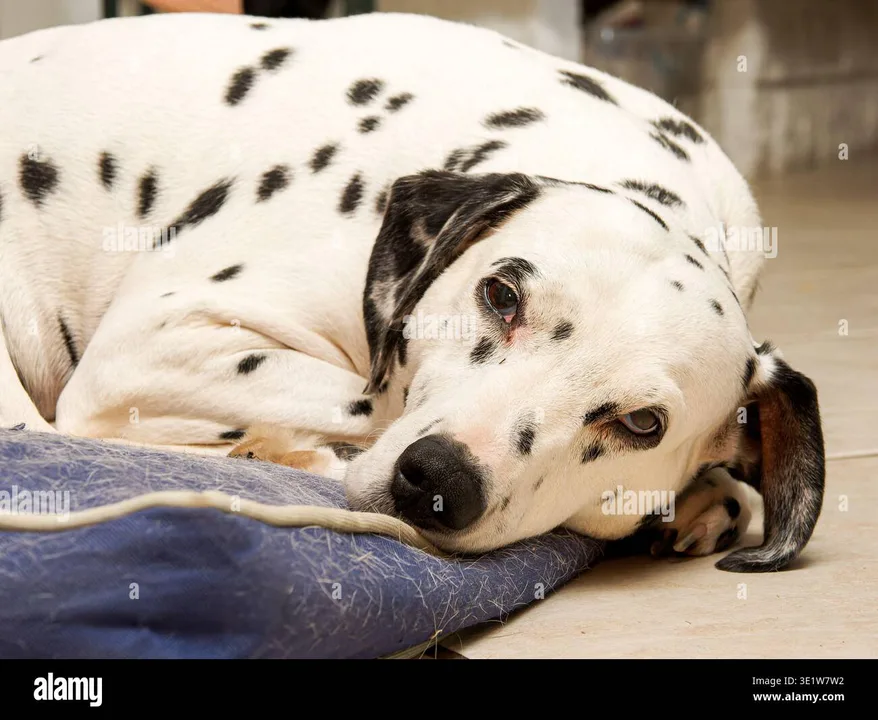 KEEP THE DALMATIAN DOG OFF THE DANGEROUS DOGS LIST!
