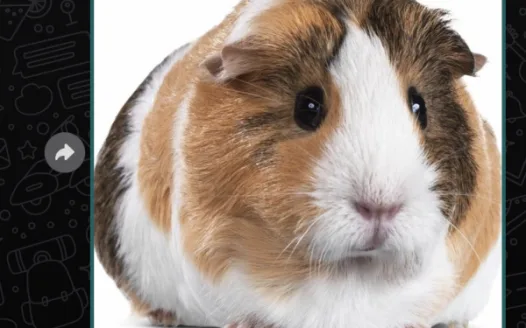 Getting Vana a guinea pig