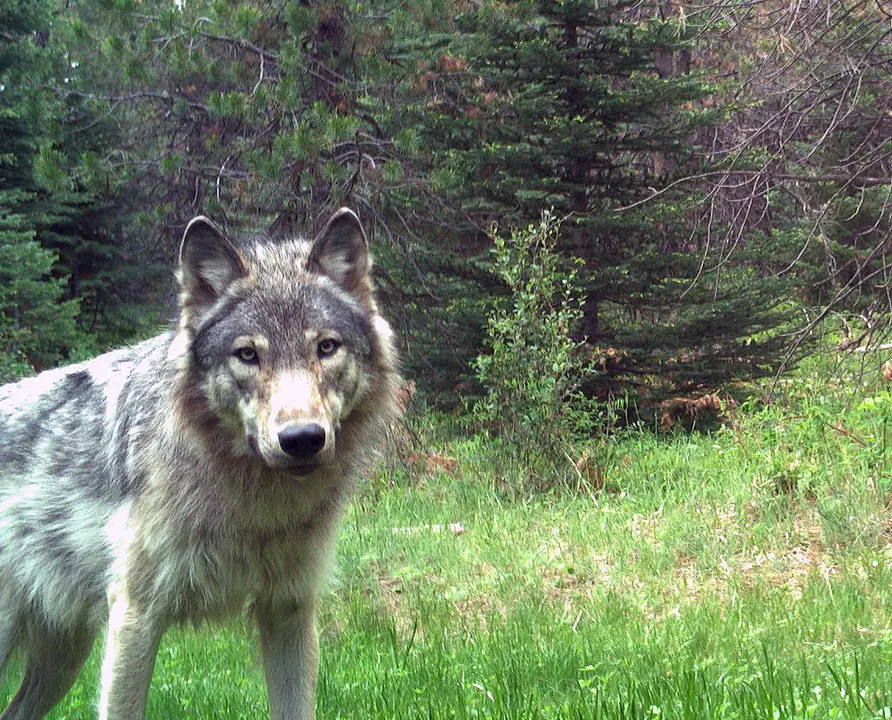 SAVE WOLVES