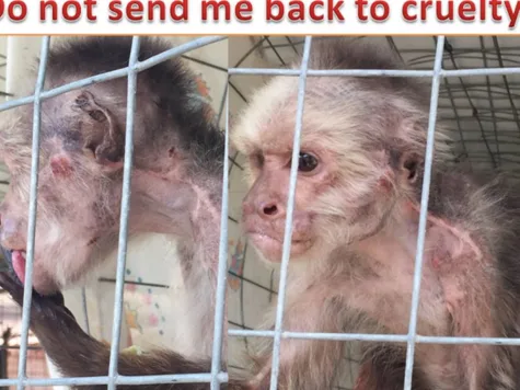 Dont send rescued monkeys back to abusive owner