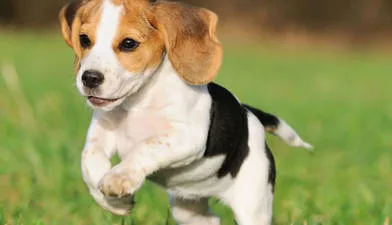 The Australian Government should subsidise puppies