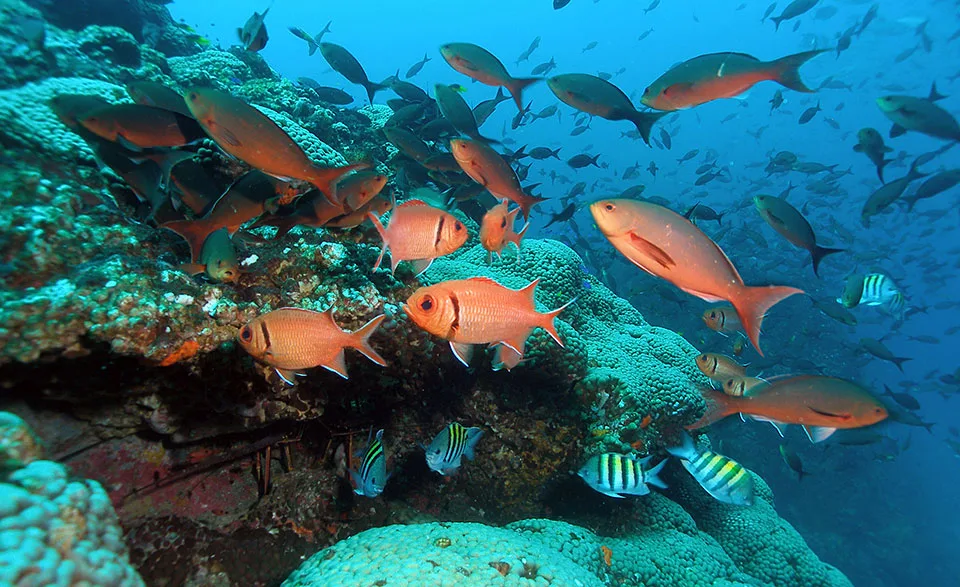 Flower Garden Banks National Marine Sanctuary Expansion petition
