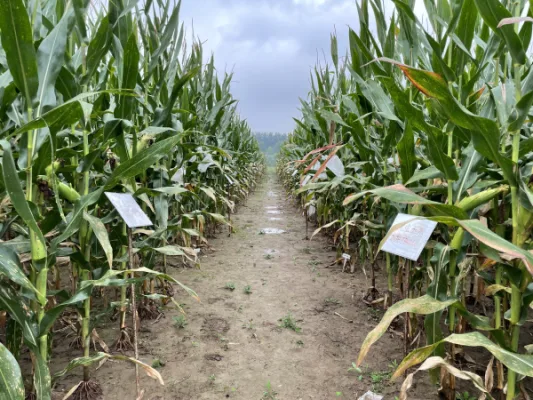 Calling for Gengchen Han of Origin Agritech (NASDAQ:SEED) to Cancel Offering and Buy Shares On The Open Market