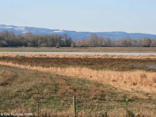 Stop the drainage and destruction of the Shillapoo wildlife area