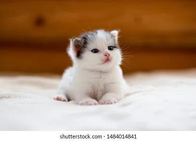 Kitten For Ashlin
