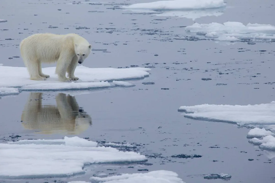Stop Global Warming!