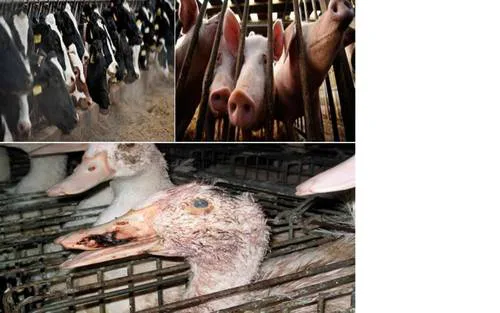 Petition to Prevent Environmental Crisis in Bhutan: Change the Mega Intensive Animal Farm to Plant-based Farm