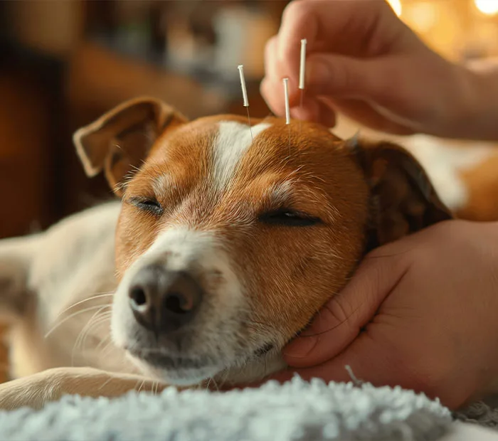FIGHT FOR YOUR PET'S RIGHTS IN B.C.