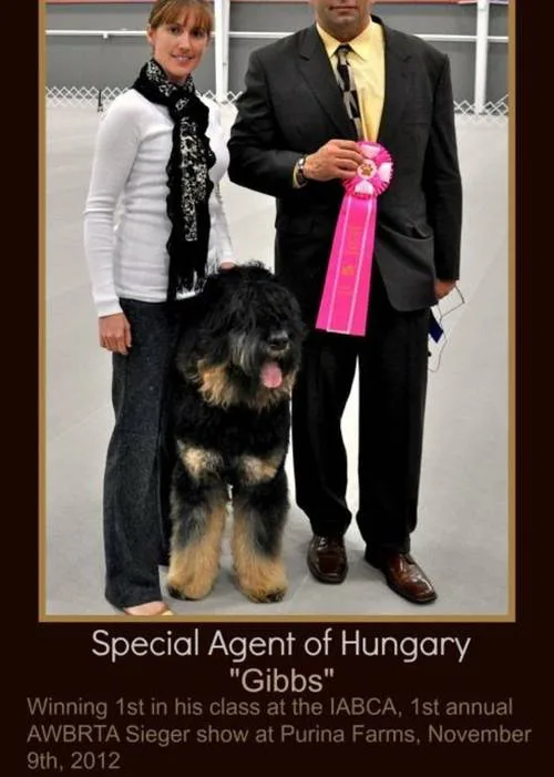 Protecting the Black Russian Terrier