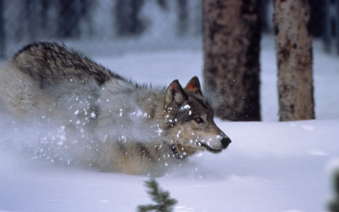 Save the Wolves!