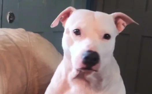 Don't kill Nitro Free Nitro back to his family.