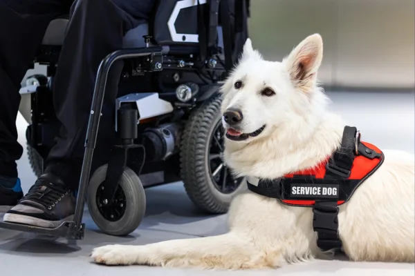 Service Animals to be Covered by Medicaid
