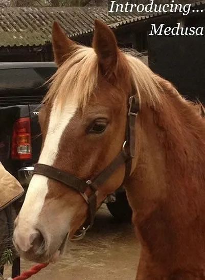 Renewal for Westway Stables Lease