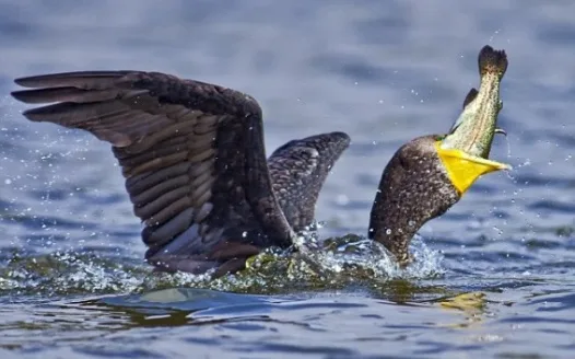 (Save OUR Fish) Cormorant Population Control needed throughout the U.S.