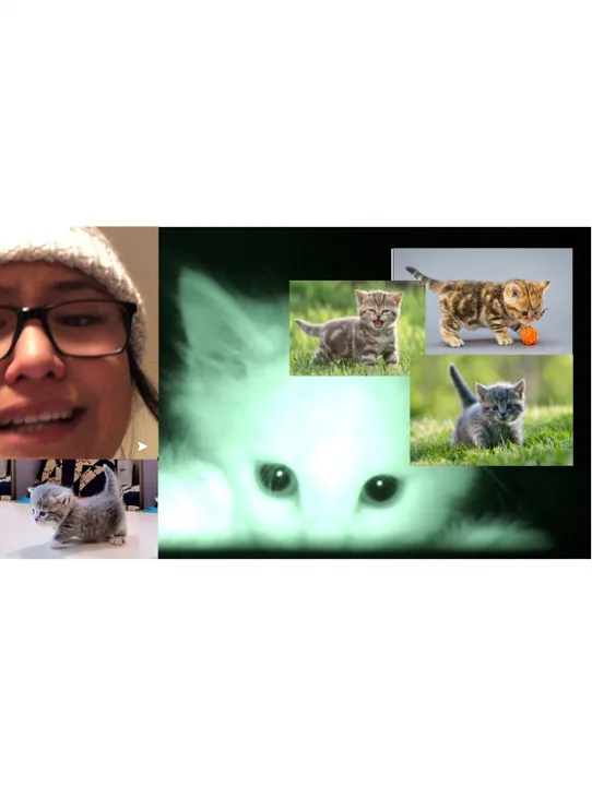 Help Ana Get A Kitten