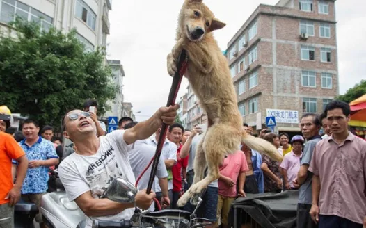 Stop Yulin Festival