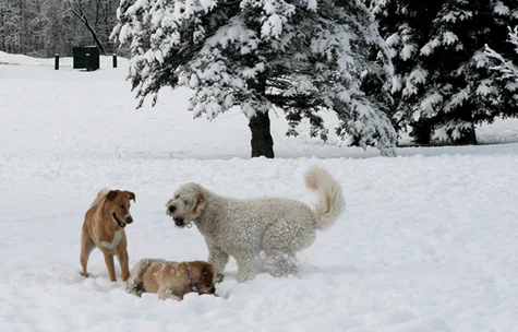 Keep Heritage Dog Park an off-leash area for dogs