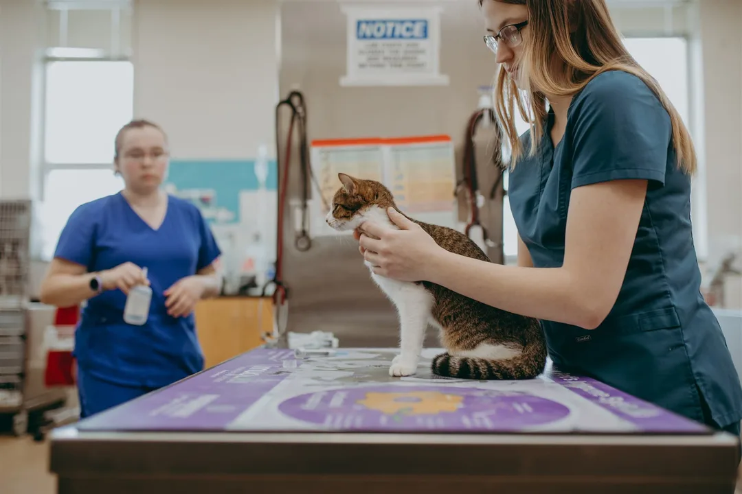 Vet Tech Labs During Summer Quarter