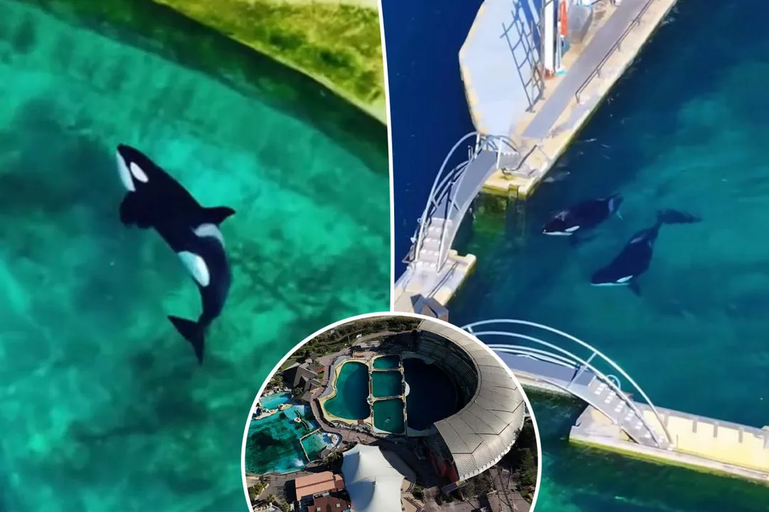 Release the Orcas