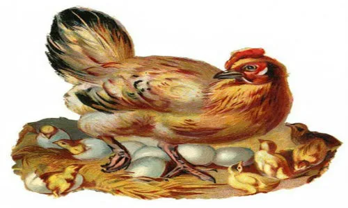 Chickens for All in Redlands