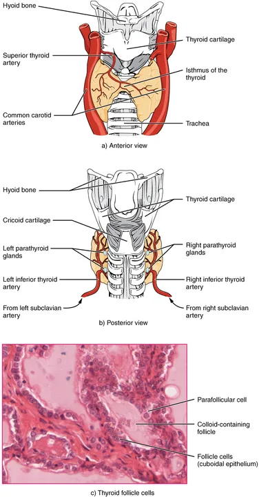 Thyroid Treatment in Wales