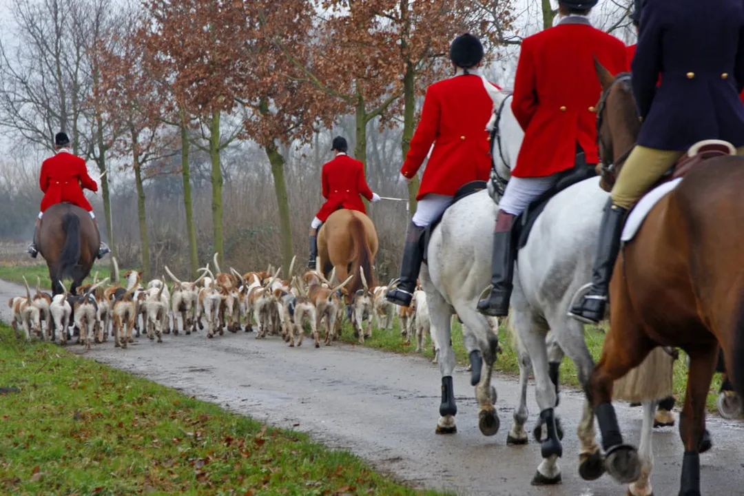 Ban Fox hunting in Northern Ireland 