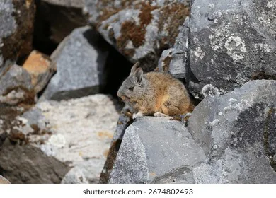 Save the chinchillas