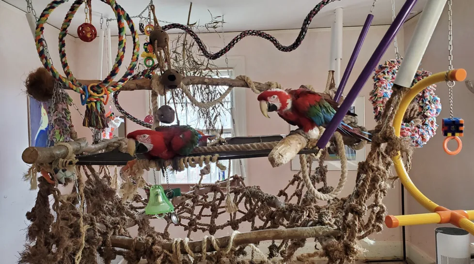 Let The Birds Stay