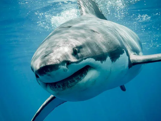 Help Great White Sharks! Start Recycling Today!