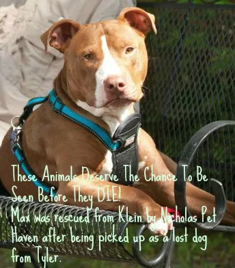 We demand Klein Animal Shelter take and post photos of all dogs and cats immediately on intake/arrival !!