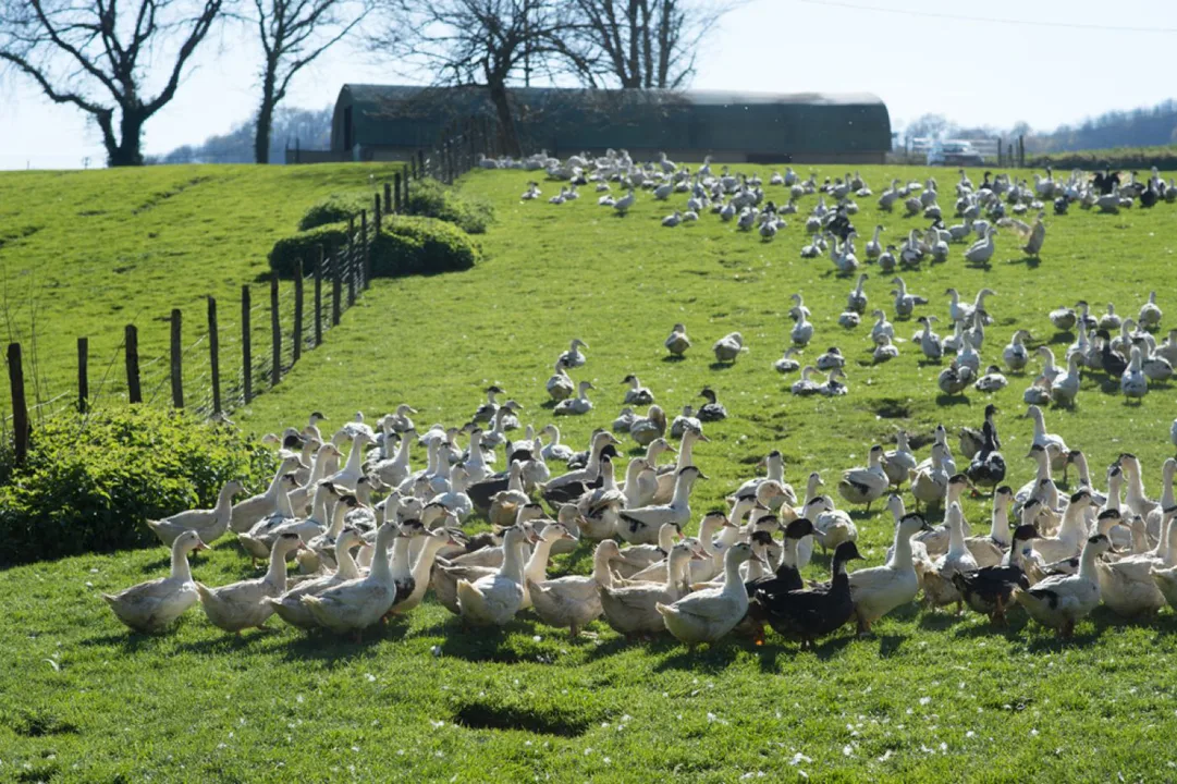 défendre notre élevage de canards
